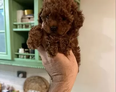 Pırıl Pırıl Kahverengi Orjinal Poodle