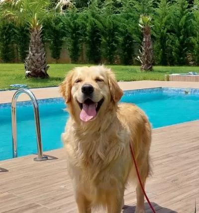 Golden Retriever Yavruları Sizleri