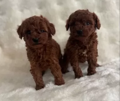 Bebek Yüz Poodle Yavrularımız