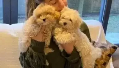 Evcil Yasama Uyumlu tüy Dokmeyen Safkan Maltipoo Yavruları