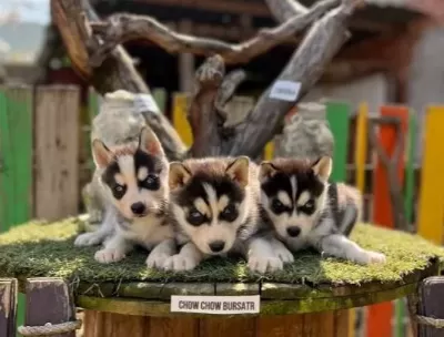 Husky Sibirya Kurdu Yavrularımız