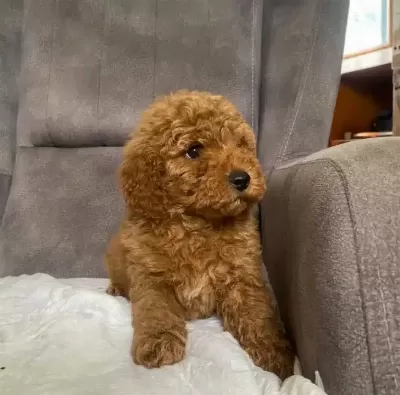 Poodle tüy Yapisinda Maltipoo Oglum