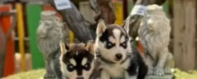 Irk Ve Sağlık Garantili Husky Yavrular