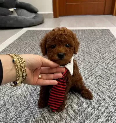 Ev Konforunda Yetismis Kıvırcıklar Poodle Bebekler