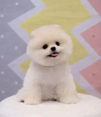 Orjinal Pomeranian Boo