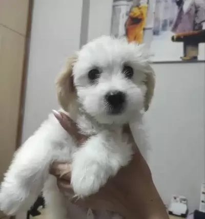 Maltese Terrier Yavrumuz