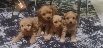 Teslime Hazır Minyatür Poodle