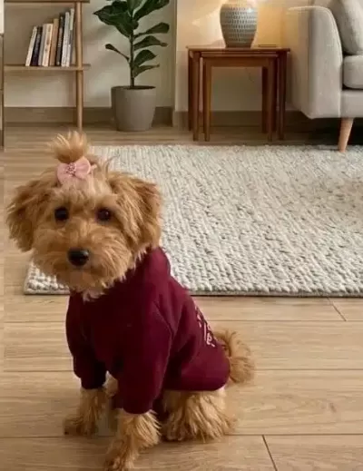 Maltipoo 5 Aylık Yavrumuz