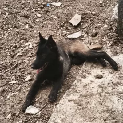 5 Aylık Siyah Maskeli Disi Belcika Kurdu Malinois