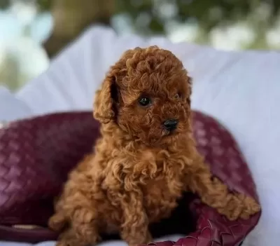Fistik Toy Poodle bebeğimiz