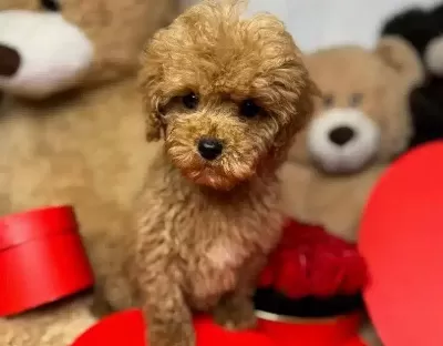 Kilo Garantili Maltipoo bebeğimiz