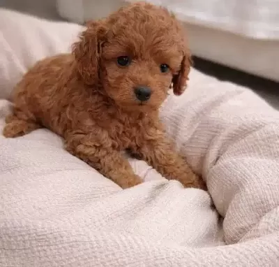 Sevgi Dolu Bir Minik Poodle