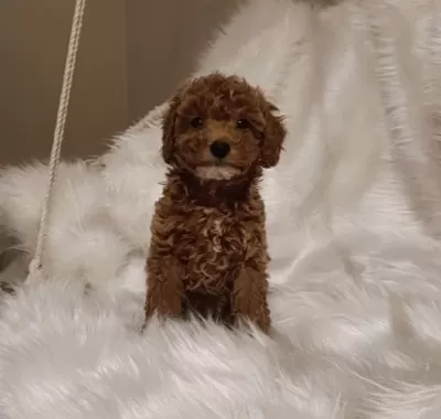 Goz Kamaştıran kardeşler Poodle