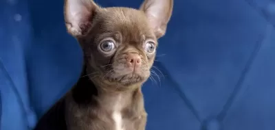 Cikolata Renk Egzotik Elma Kafa Teacup Chihuahua Yavrusu