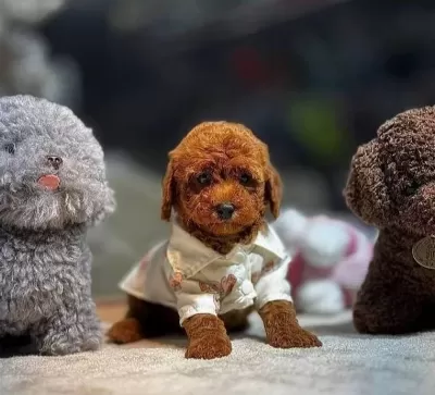 Kıvırcık Postlu Zeki Karakter Poodle Sevimli Yavrular