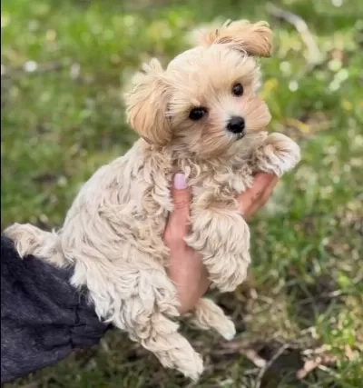 Hipoalerjenik Maltese Terrier Cinsi Yavrular
