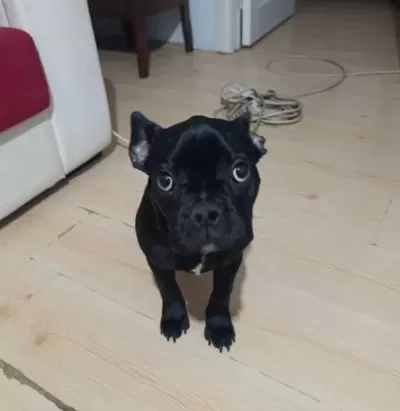 Komut Bilen Sosyal French Bulldog
