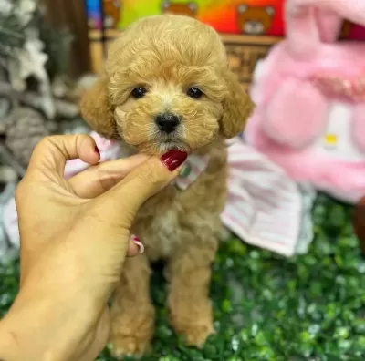 Avuc Ici Kadar Gerçek Maltipoo