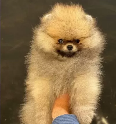 Ayicik Surat Pomerian Boo Yavru