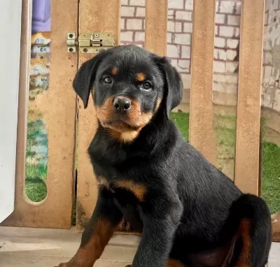 A Scr Belgeli Rottweiler Yavrularım