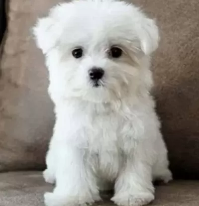 Maltese Terrier Cinsi