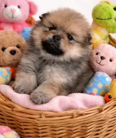 Kucuk Ayı Surat Pomeranian