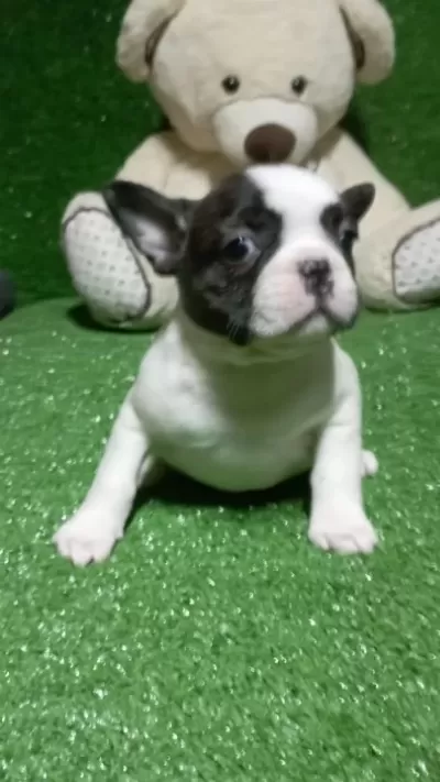 Izmir Safkan Frenc Bulldog