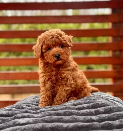 Kıvırcık Kızıl Poodle Yavrusu