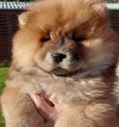 Kabarık Kurklu Chow Chow Yavruları Istanbul