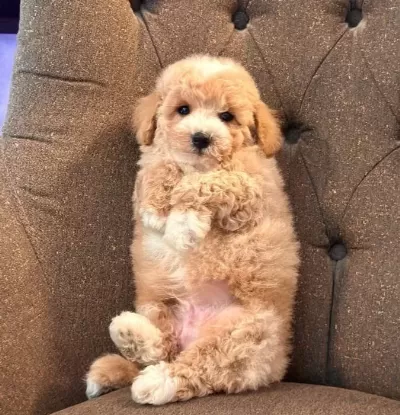 Hipoalerjenik Minicik Maltipoo Yavruları