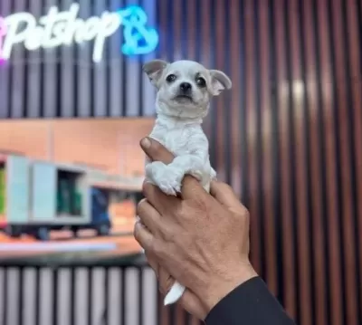 Teacup Mini Boy Sivava Chihuahua