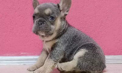 Bakıslarıyla Kalp Calan Lilac Frenchie Bebekleri