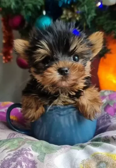 Izmir Urla Secereli Mini Boy Yorkshire Terrier Yavrumuz