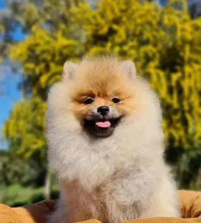 Pamuk Sekeri Kıvamında Tedyface Pomeranian Yavrusu