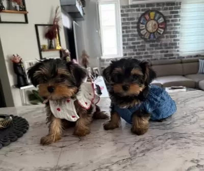 Mini Biblolar Karakteri Boyundan Buyuk Yorkshire Terrier