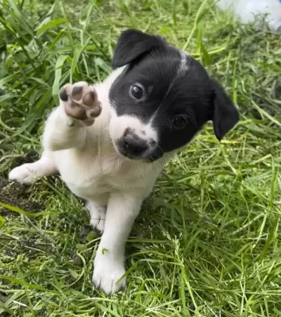 Sahibinden 2 Aylık Chihuahua