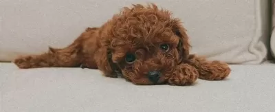 Yasam Enerjinizi Yukseltecek Ev Ortamı Toy Poodle Yavruları