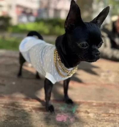 Minik Elma Kafa Chihuahua Blue