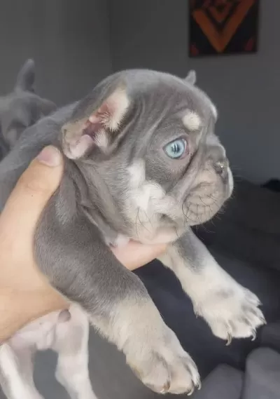 Buz Mavisi Bakıslı Frenchie Bebekler
