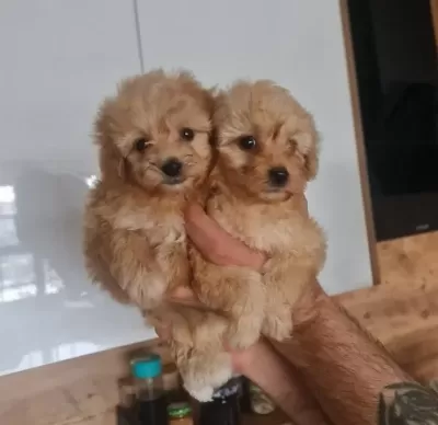 Antialerjik Kıvırcık Miniature Dostlar