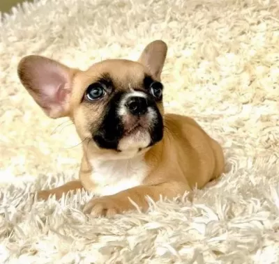 Fawn Maskeli Tuvalet Eğitimli French Bulldog Yavrusu
