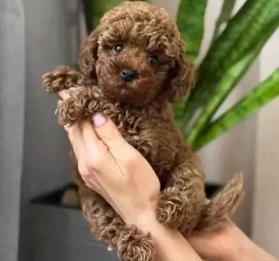 kıpkırmızı Pamuk Seker Poodle Yavrumuz