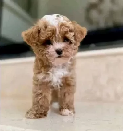 Kahve Buklesi Maltipoo Cinsi Yavrular