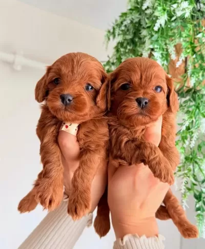 Ev Sıcaklıgında Buyuyen Karamel Maltipoo Yavruları