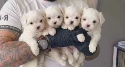 Gülen Surat Maltese Terrier Yavruları