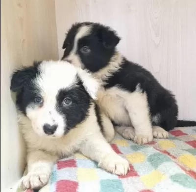 Scr Kayıtlı Border Collie Yavruları