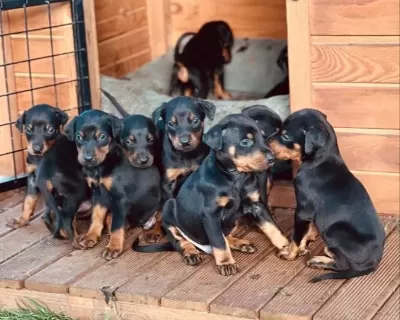 Simsiyah Parlak Kürk Doberman Yavrular