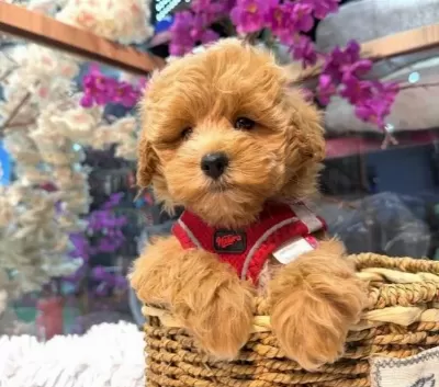 Winnie The Pooh Benzeri Maltipoo