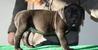 Sampiyon Kan Hattı Secereli Siyah Cane Corso Yavruları