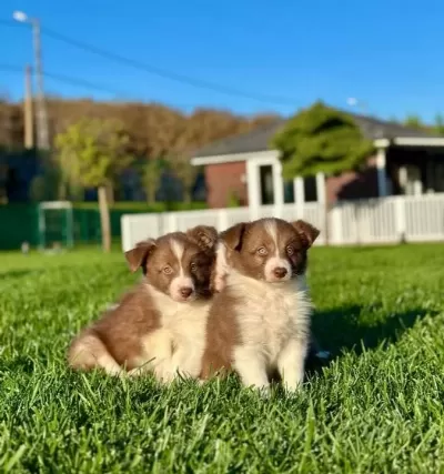 En Sevimli Border Collie Yavruları Istanbul